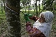 Chính phủ Malaysia đưa ra sáng kiến ngăn đà suy giảm sản xuất cao su